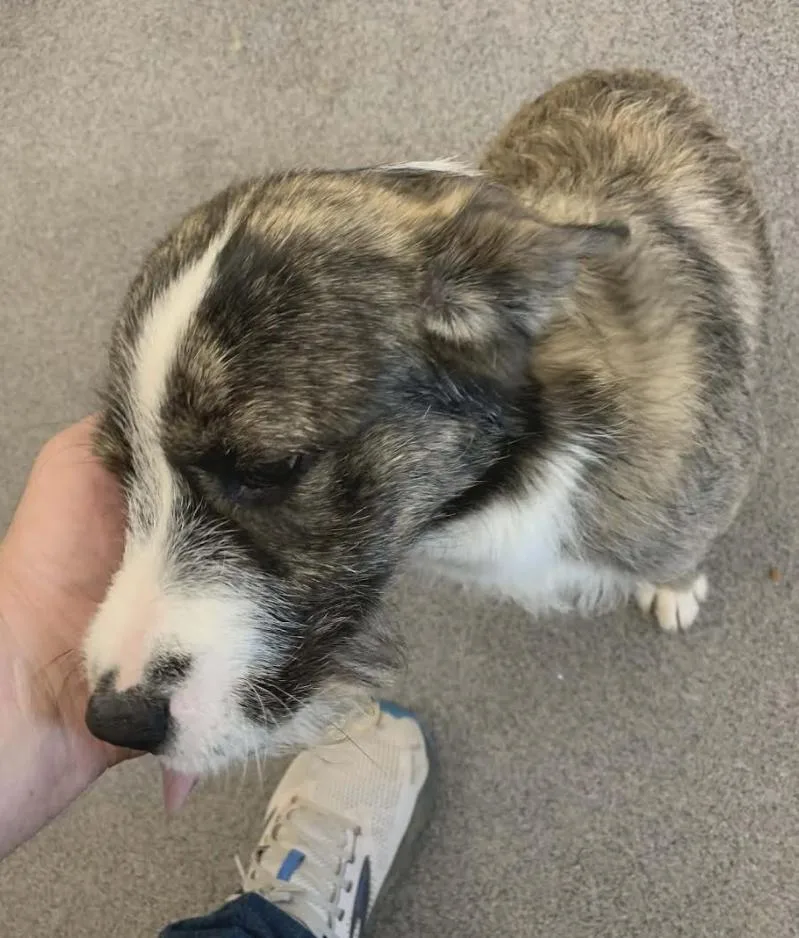 A young small-sized female Brindle Shepherd dog named Jamie for adoption in Washington DC, DC