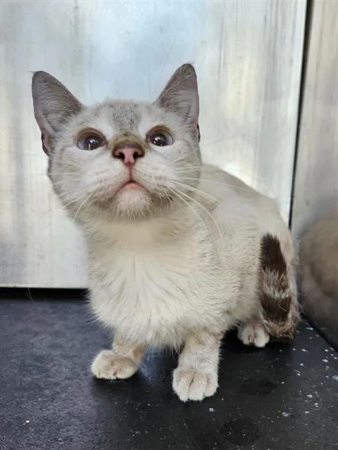 A young small-sized female Siamese cat named Moondance for adoption in San Antonio, TX