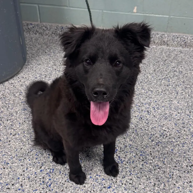 A young medium-sized male Black Collie dog named Bogey for adoption in Greenville, SC