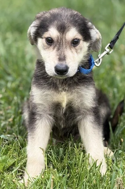 A baby medium-sized male German Shepherd Dog dog named Grasshopper for adoption in Malvern, PA
