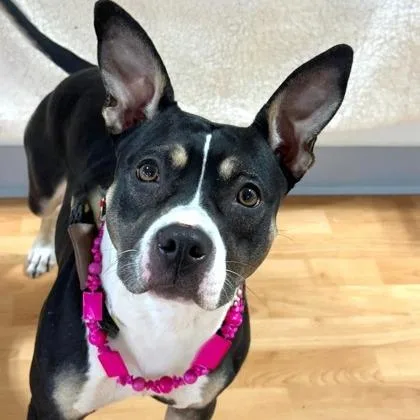 An adult medium-sized female Black Mixed Breed dog named Sushi Roll for adoption in DeKalb, IL