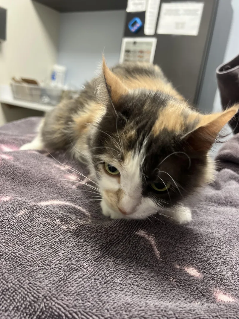 An adult medium-sized female Domestic Long Hair cat named Parlay for adoption in Chico, CA
