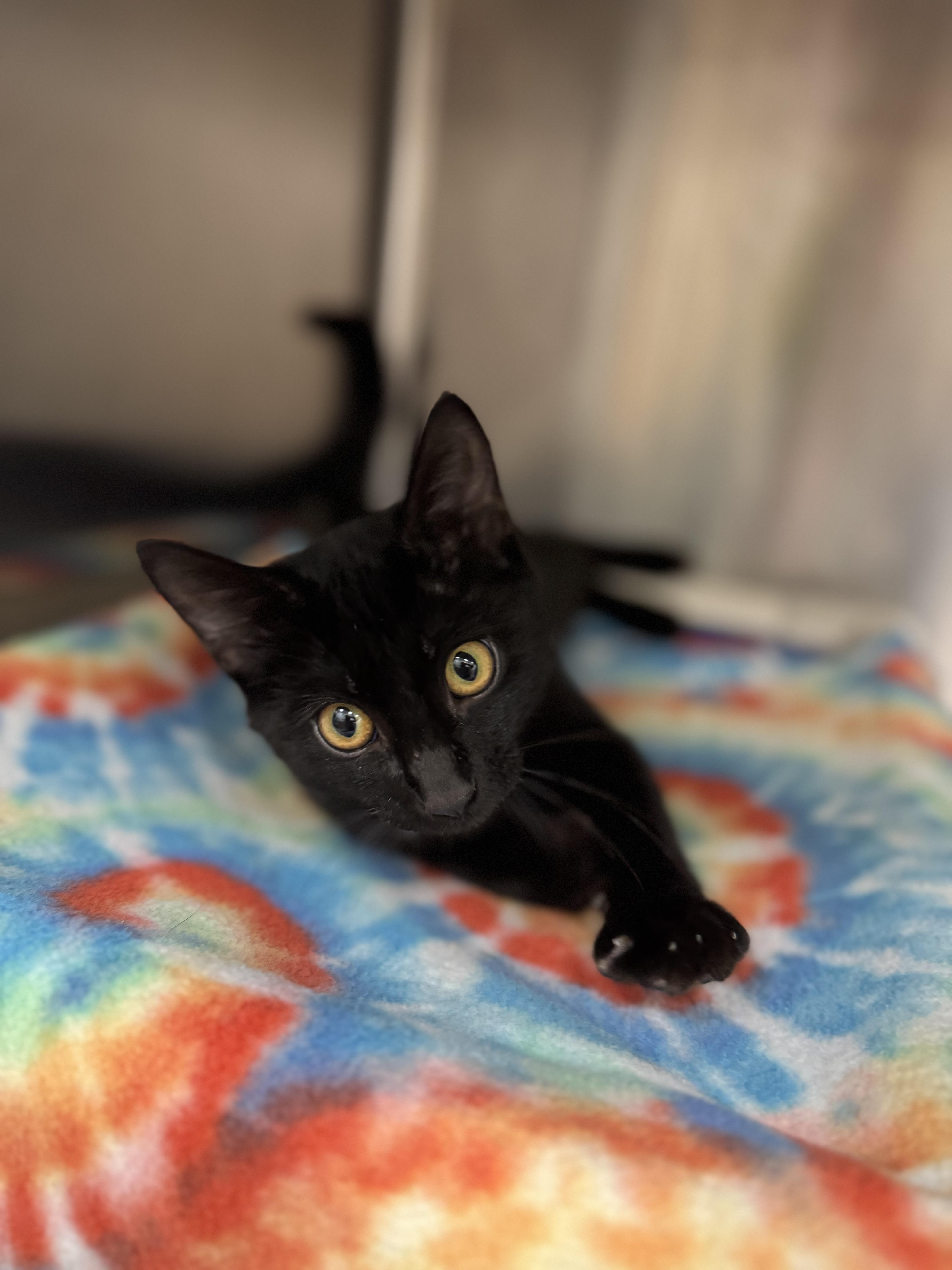 A young medium-sized male Domestic Short Hair cat named Lester for adoption in Neosho, MO