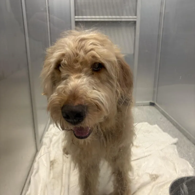 An adult medium-sized male Yellow / Tan / Blond / Fawn Mixed Breed dog named Sammie for adoption in Mentor, OH