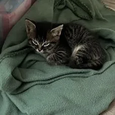A baby small-sized male Gray / Blue / Silver Domestic Short Hair cat named Fender for adoption in Mebane, NC