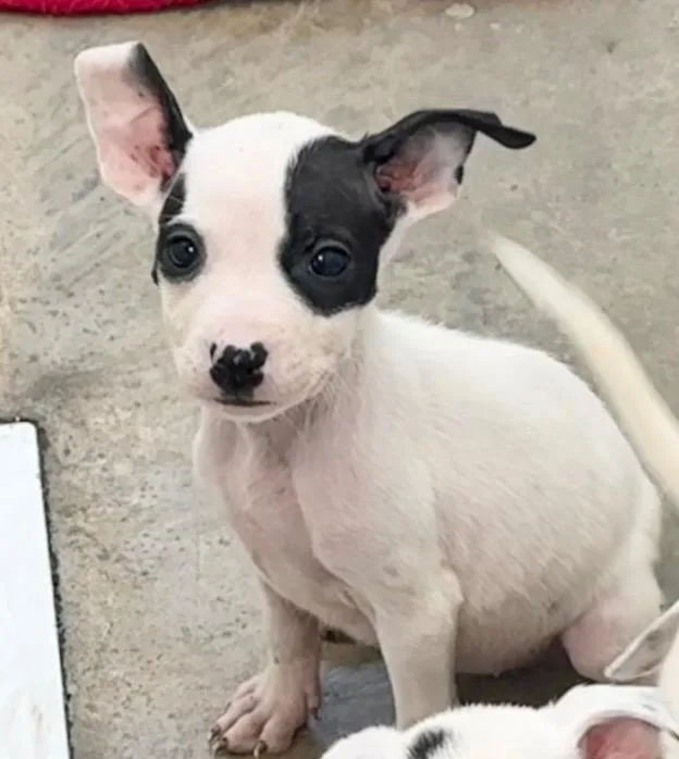 A baby small-sized female Mixed Breed dog named Cola for adoption in Jonesboro, AR