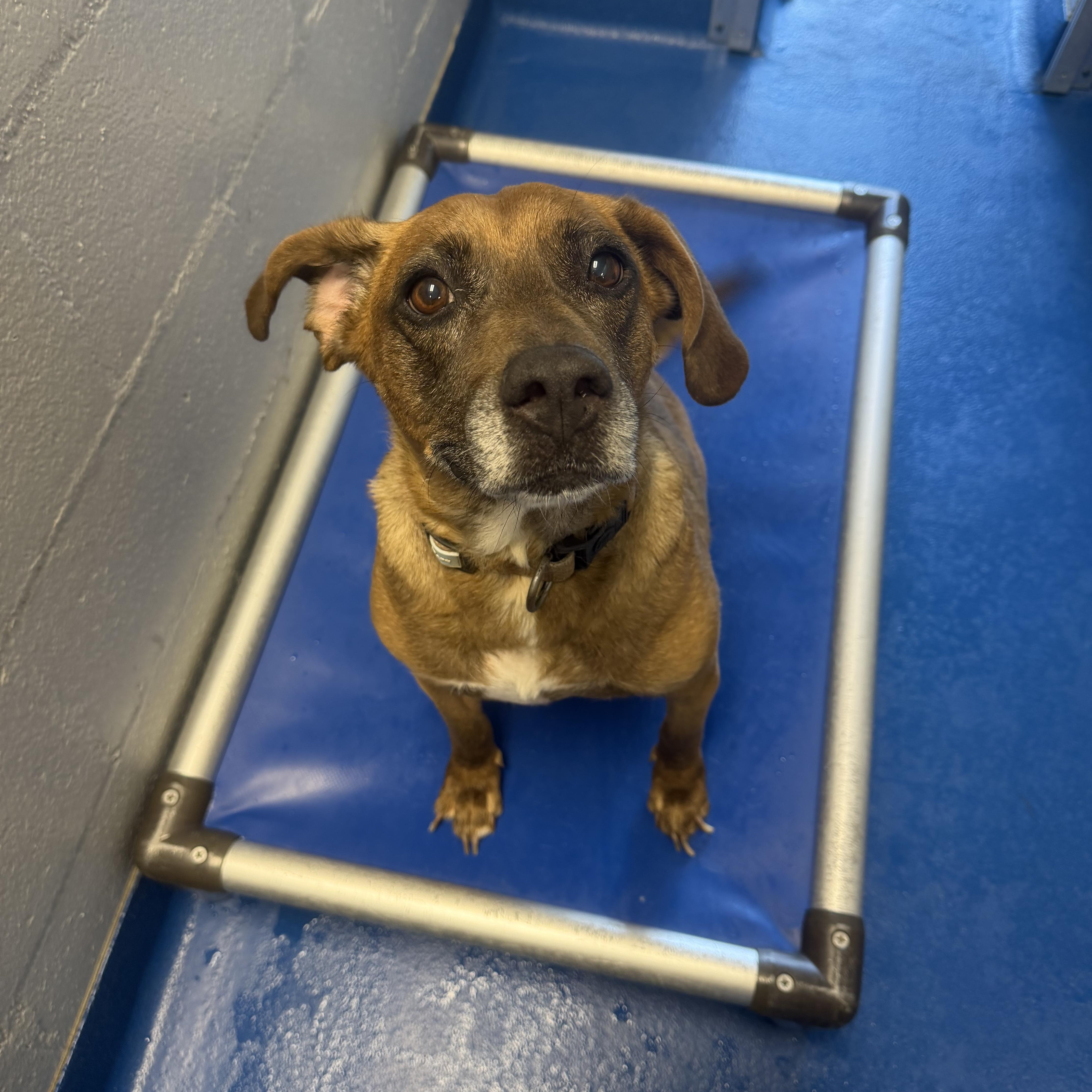 A senior medium-sized female Bicolor Beagle dog named Pinto for adoption in Lancaster, SC