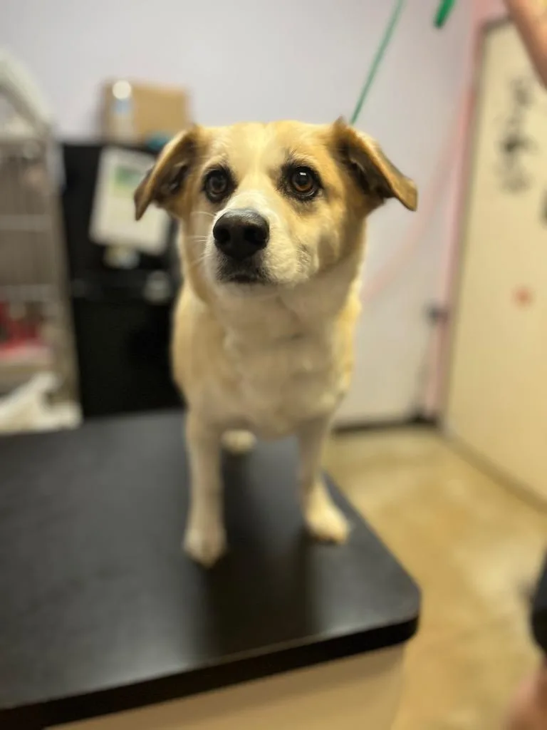 An adult medium-sized female Terrier dog named Rose for adoption in New Braunfels, TX