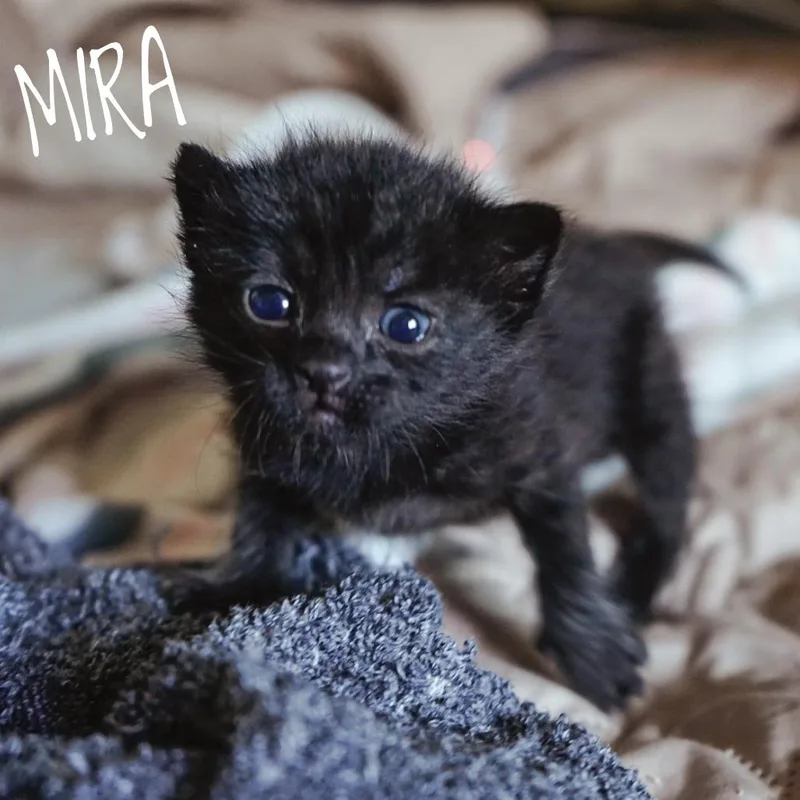 A baby small-sized female Black Domestic Short Hair cat named Mira for adoption in Las Vegas, NV