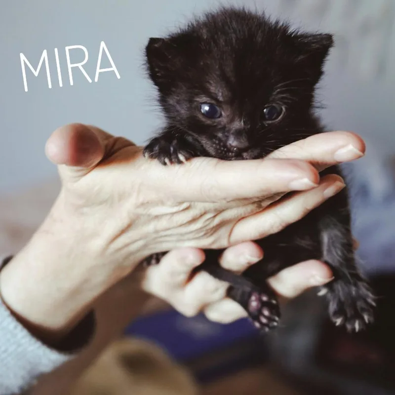 Mira thumbnail 6