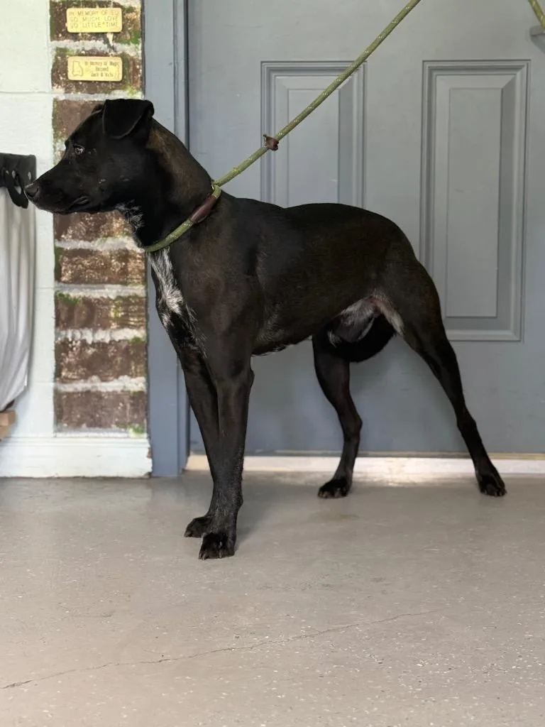 A young medium-sized male Labrador Retriever dog named Glen for adoption in Kingsland, GA