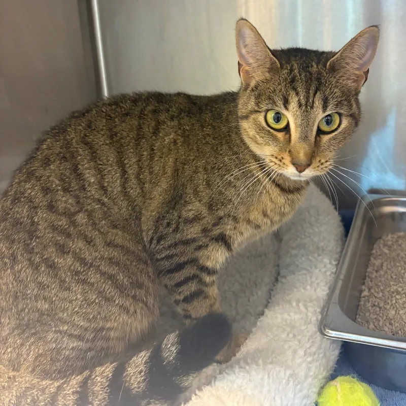 An adult medium-sized female Gray / Blue / Silver Domestic Short Hair cat named Nova for adoption in Englewood, FL