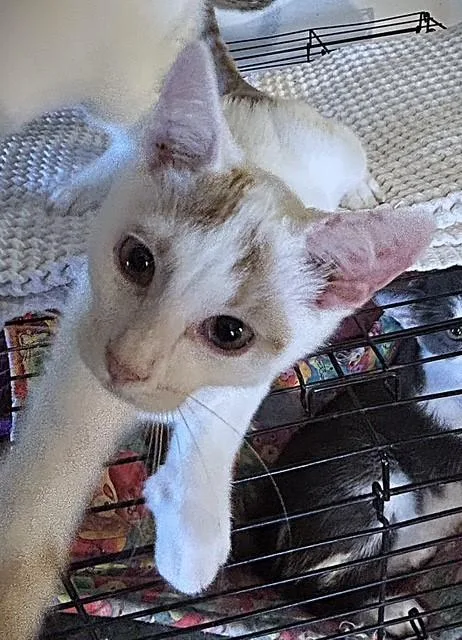 A baby medium-sized male Domestic Short Hair cat named Lucky Charm for adoption in Pottstown, PA