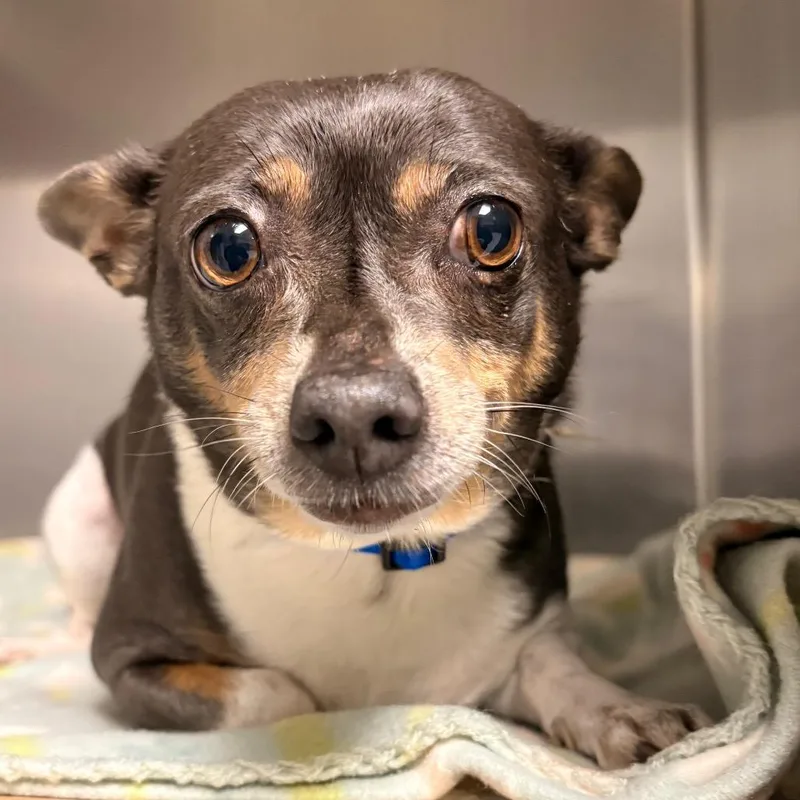 An adult small-sized female Black Mixed Breed dog named SabrinaDixie for adoption in Greenville, SC