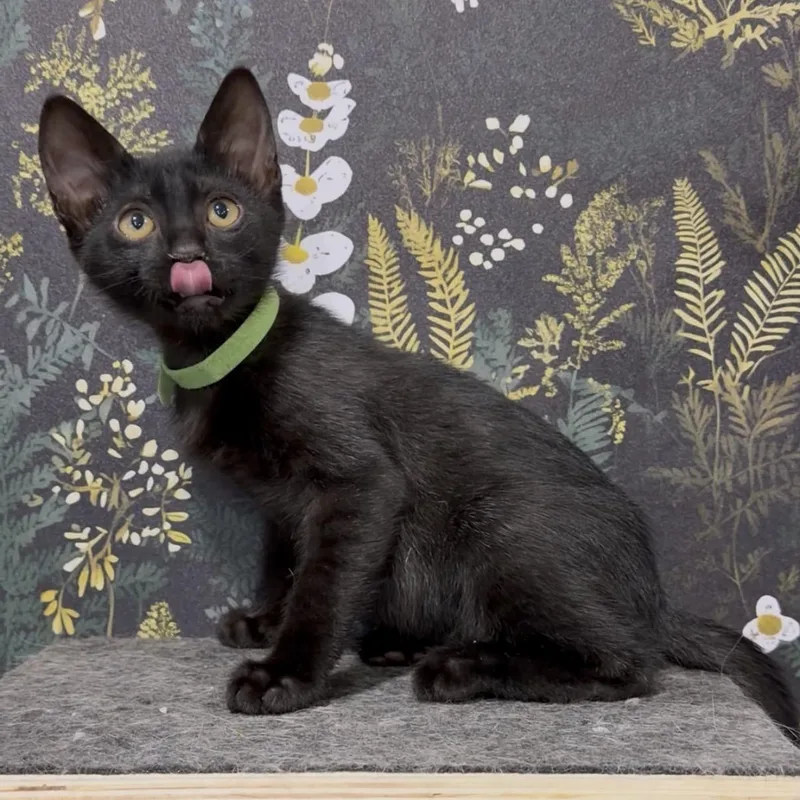 A baby medium-sized male Black Domestic Short Hair cat named DeWalt for adoption in Midvale, UT