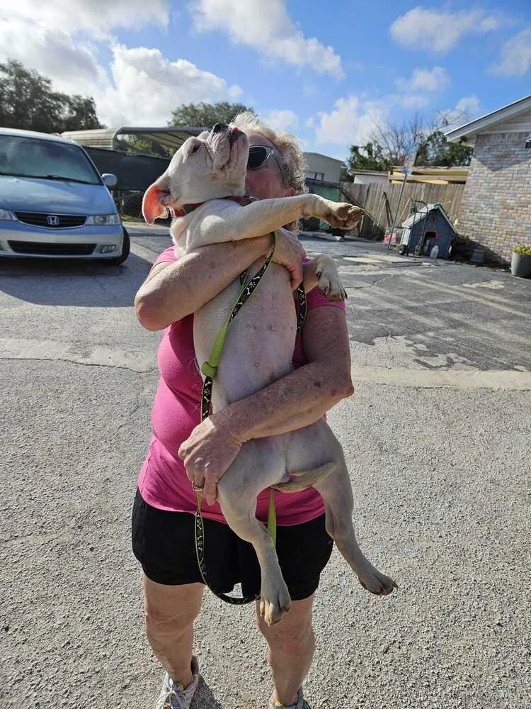 An adult medium-sized female Tricolor (Brown, Black, & White) American Bulldog dog named Trudy for adoption in Lakeland, FL