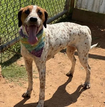 A young medium-sized female English Coonhound dog named Autum $ for adoption in Seneca, SC
