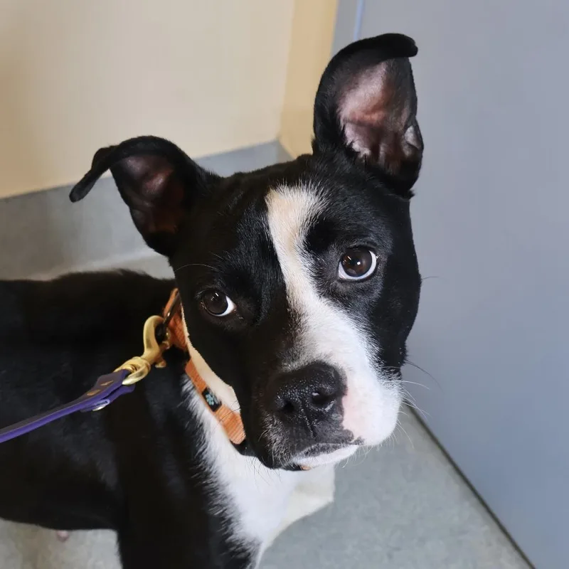 An adult small-sized female Black Pit Bull Terrier dog named Pearl for adoption in Briarcliff Manor, NY
