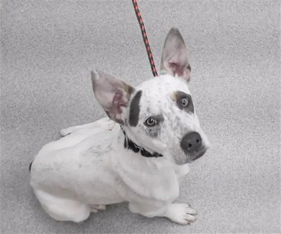 A young small-sized female Australian Cattle Dog / Blue Heeler dog named Niblet for adoption in Omaha, NE