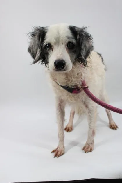 A senior small-sized male Cavalier King Charles Spaniel dog named Stevie for adoption in Morton Grove, IL