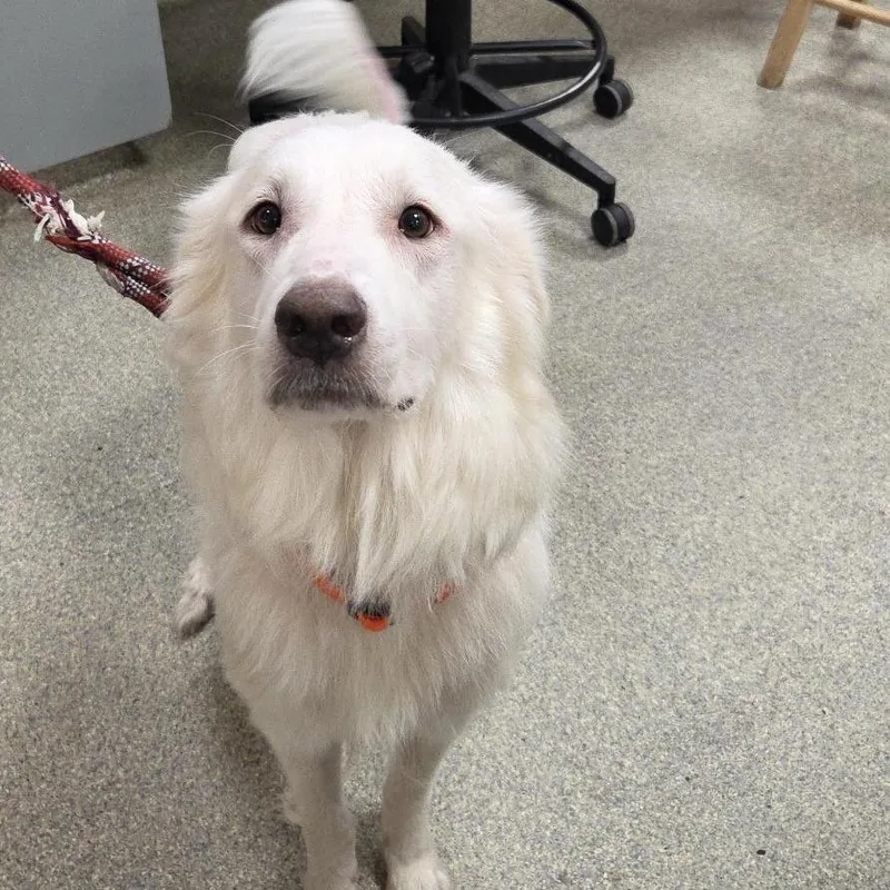An adult large-sized female White / Cream Mixed Breed dog named Patricia for adoption in Jacksonville, FL