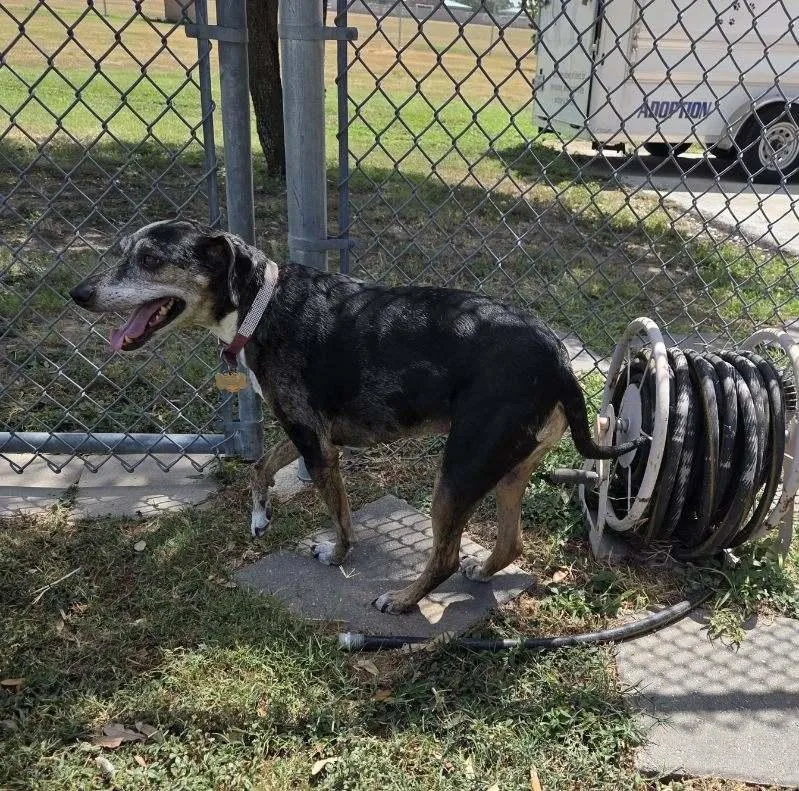 A senior medium-sized female Catahoula Leopard Dog dog named Sweetie for adoption in Schertz, TX