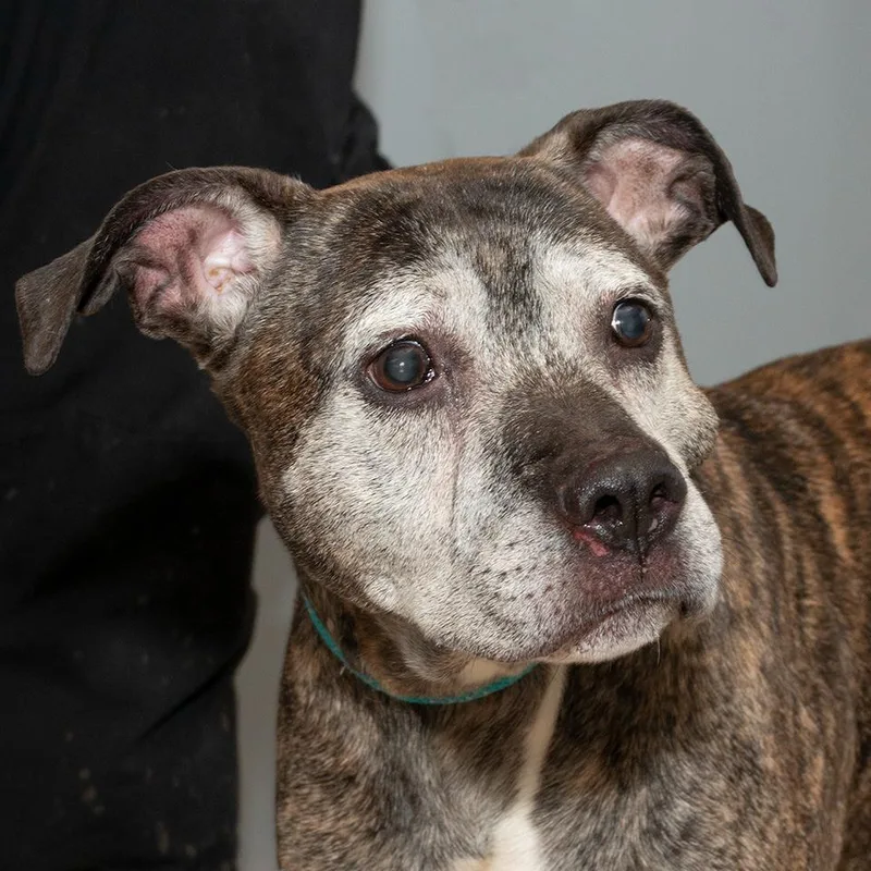 An adult medium-sized male Pit Bull Terrier dog named Max for adoption in Troy, OH