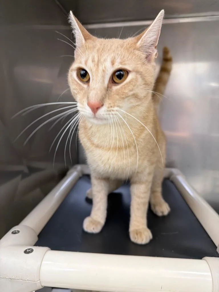 A young medium-sized male Domestic Short Hair cat named Bugzy for adoption in Pomona, NY