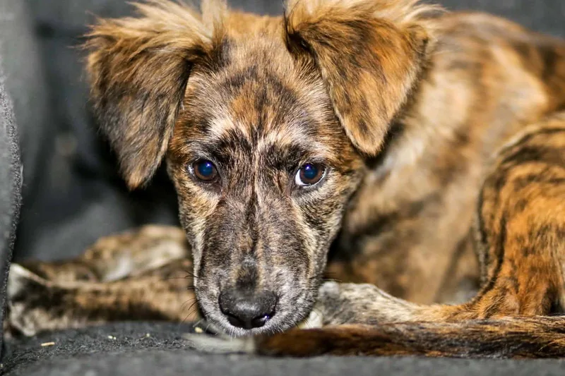 A baby medium-sized female Belgian Shepherd / Malinois dog named Ember aka Dutchess for adoption in Carmel, NY
