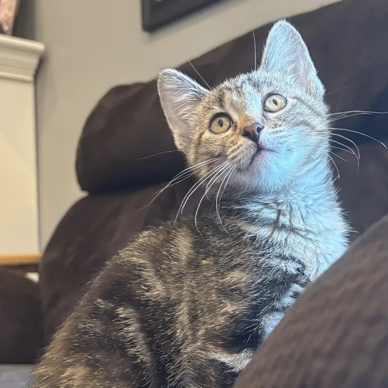 Biscuit