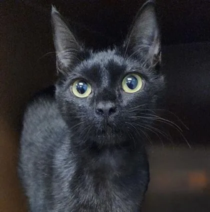 A baby medium-sized female Domestic Short Hair cat named Tootsie $ for adoption in Seneca, SC