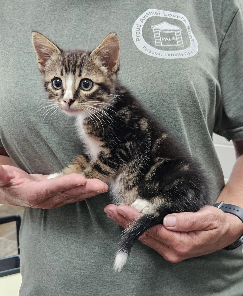 A baby medium-sized male Domestic Short Hair cat named Dill for adoption in Parsons, KS