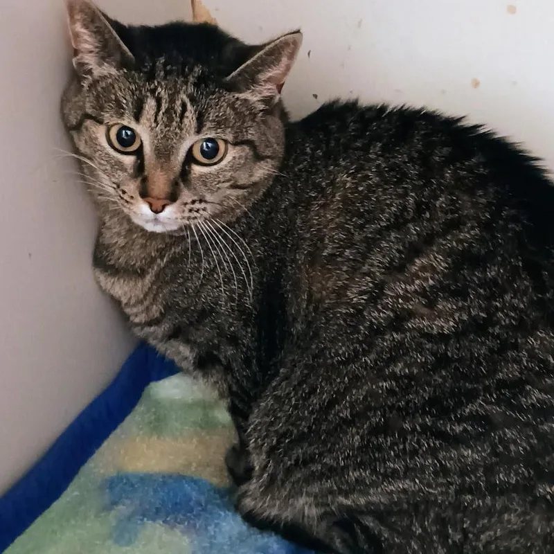 An adult small-sized female Domestic Short Hair cat named Mia for adoption in Enterprise, AL