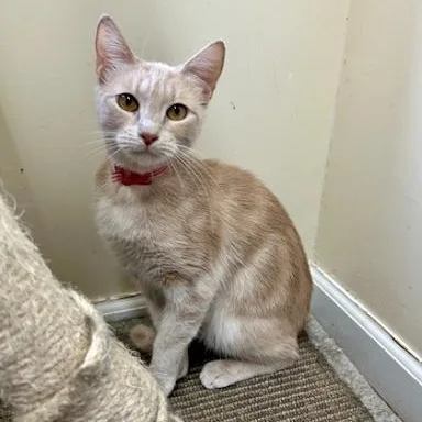 A young small-sized female American Shorthair cat named Bianca for adoption in Danbury, CT