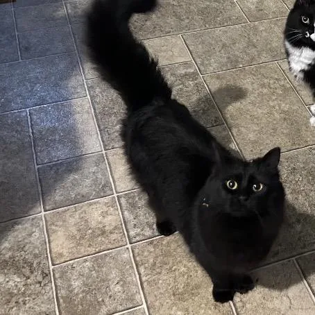 An adult medium-sized female Black Domestic Long Hair cat named Gizmo for adoption in Priest River, ID