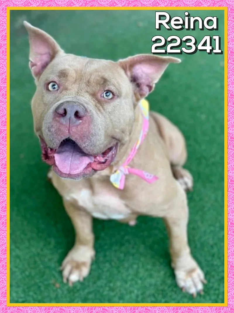 An adult large-sized female American Bully dog named Reina for adoption in Marietta, GA