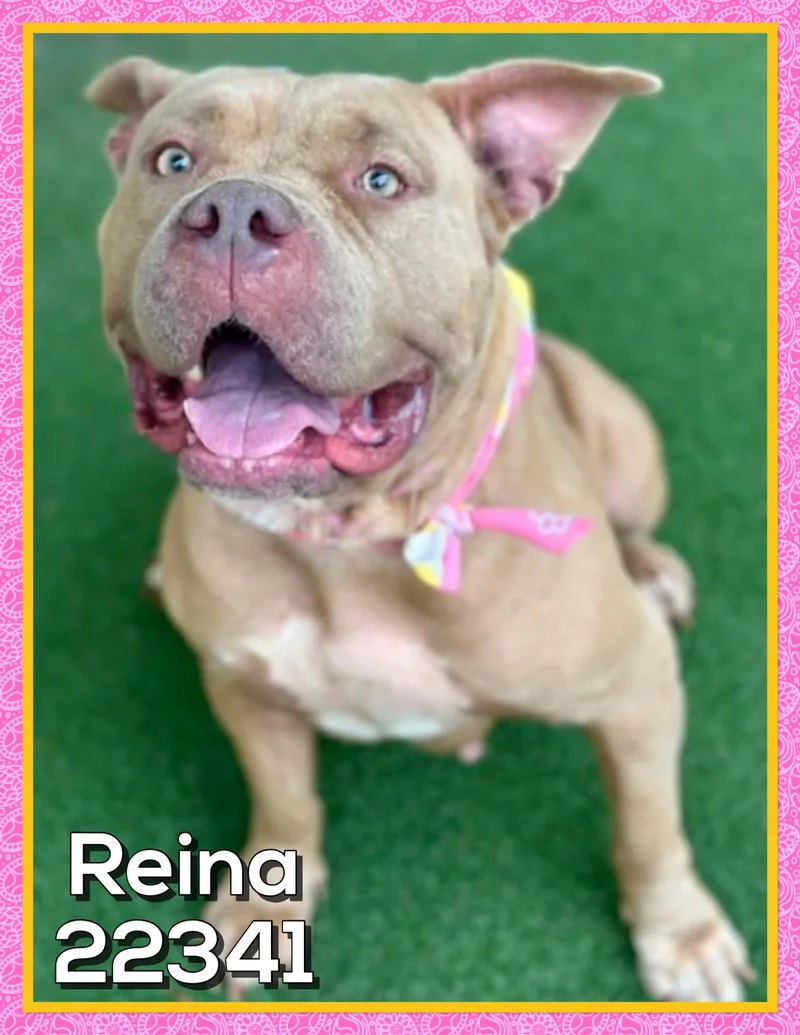 Reina thumbnail 2