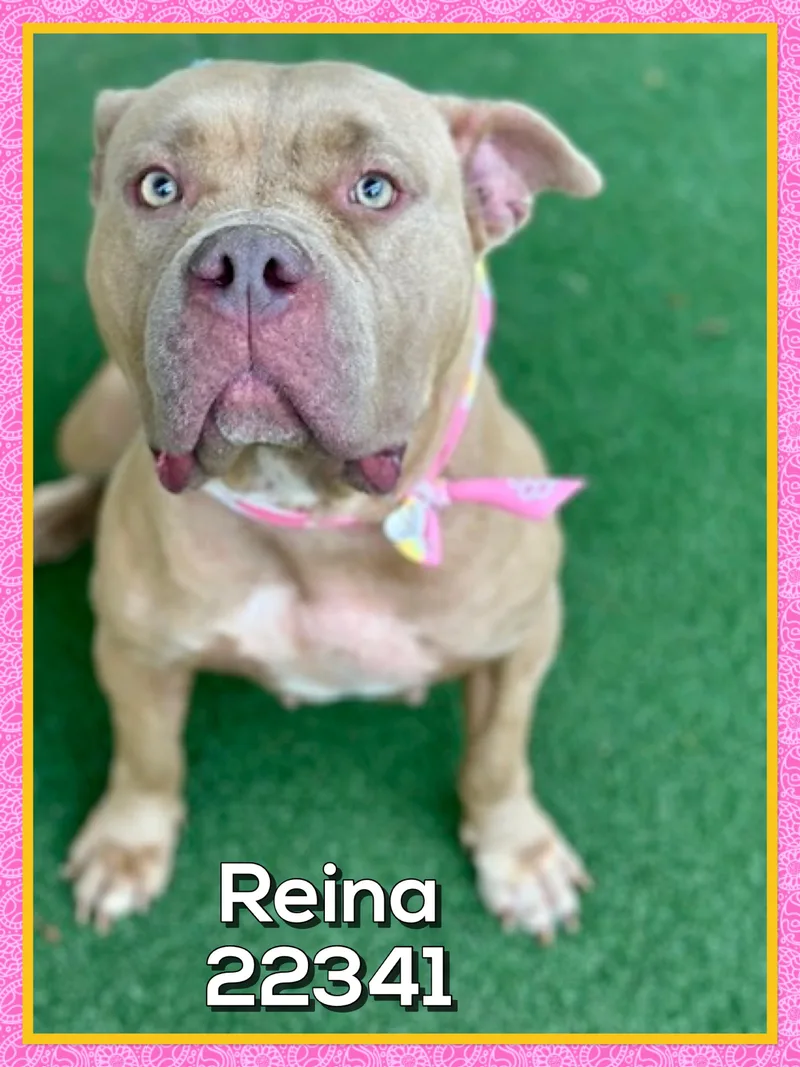 Reina thumbnail 3