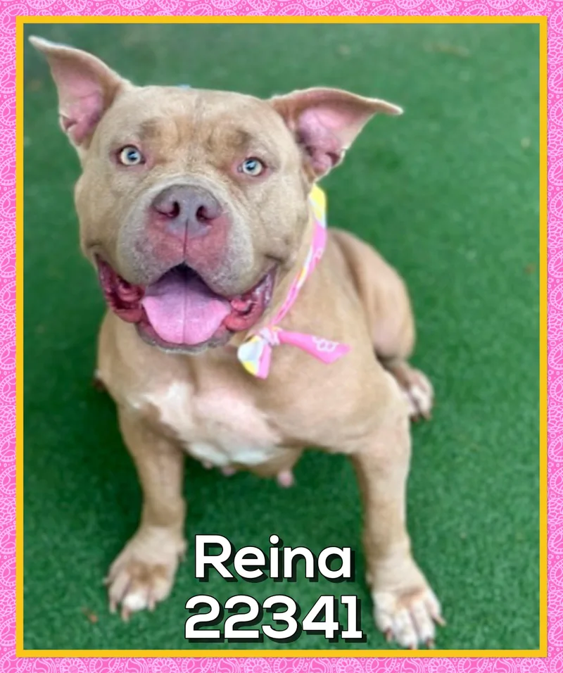 Reina thumbnail 4