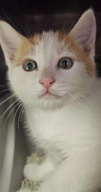 A baby small-sized male Domestic Short Hair cat named Creamsicle for adoption in Santa Cruz, CA