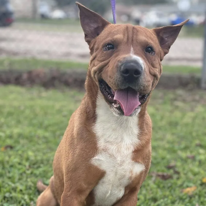 An adult medium-sized male Brown / Chocolate Mixed Breed dog named Scooby for adoption in Springboro, OH