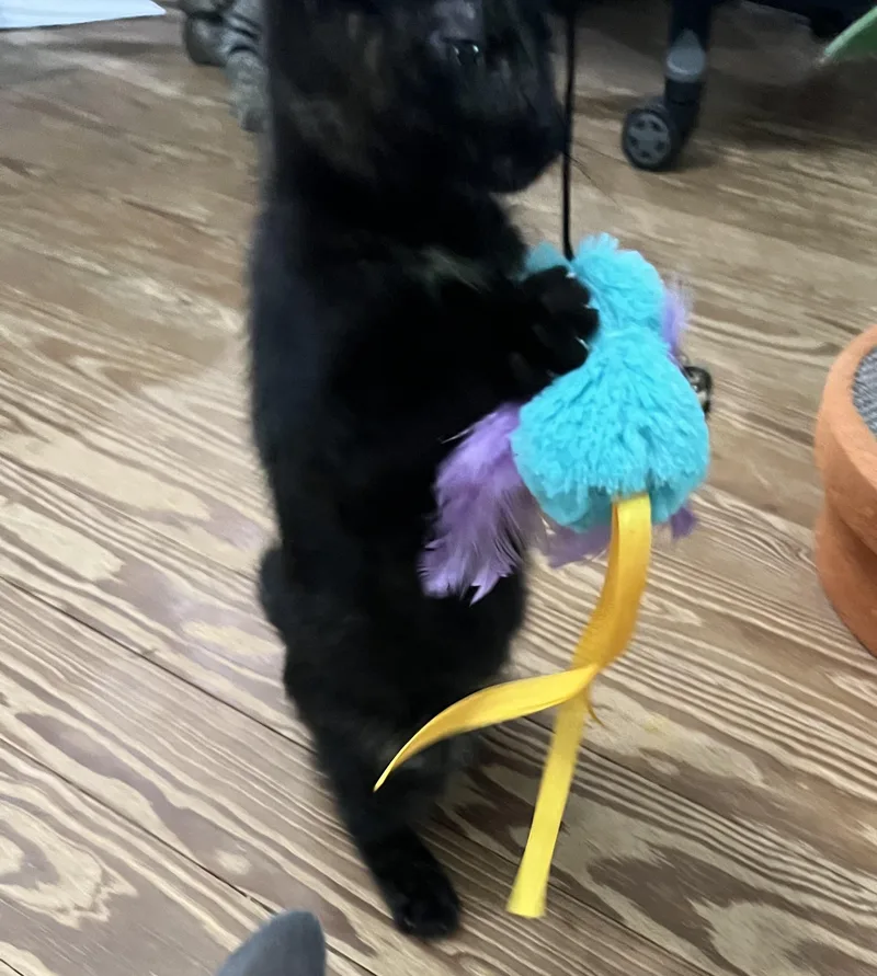 A baby large-sized female Tortoiseshell Domestic Short Hair cat named Piper for adoption in Knoxville, GA
