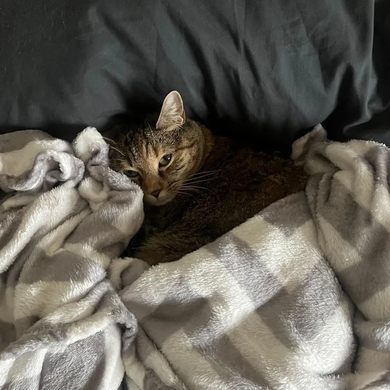 A senior large-sized female Gray / Blue / Silver Domestic Short Hair cat named Annabelle for adoption in Wilmington, DE