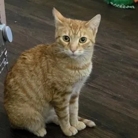 A young medium-sized female Orange / Red Domestic Short Hair cat named Jennifer for adoption in Indianapolis, IN