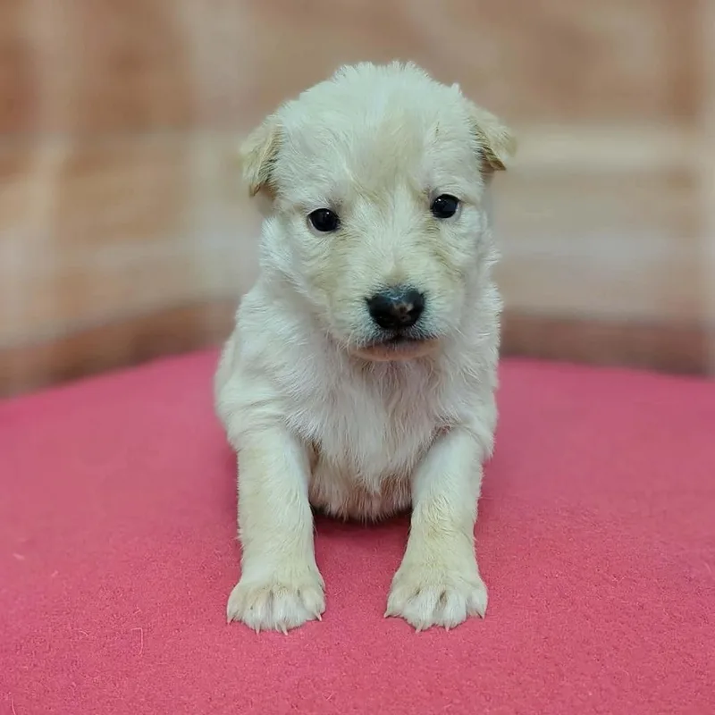 A baby medium-sized female White / Cream Labrador Retriever dog named Hanna for adoption in Griswold, CT