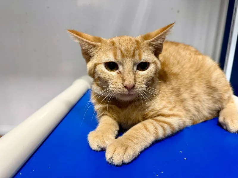A baby small-sized male Tabby cat named Rusty for adoption in Powell, OH