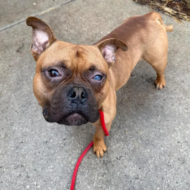 A baby large-sized male Red / Chestnut / Orange Pit Bull Terrier dog named Jake Malloy for adoption in Northbrook, IL