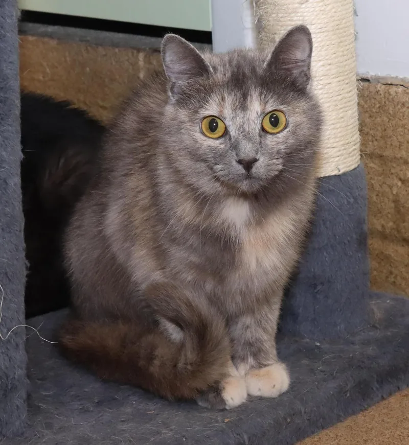 A young medium-sized female Dilute Tortoiseshell cat named Lemon for adoption in Euclid, OH