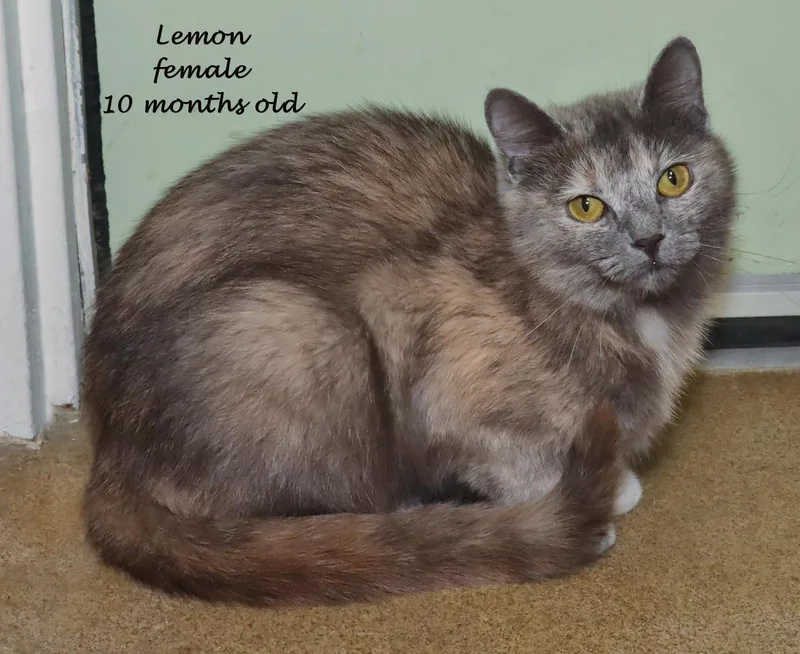 Lemon thumbnail 4