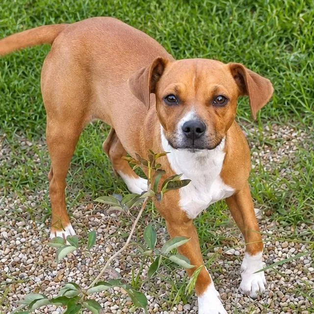 A baby small-sized female Yellow / Tan / Blond / Fawn Chihuahua dog named Faith Lk for adoption in Austin, TX